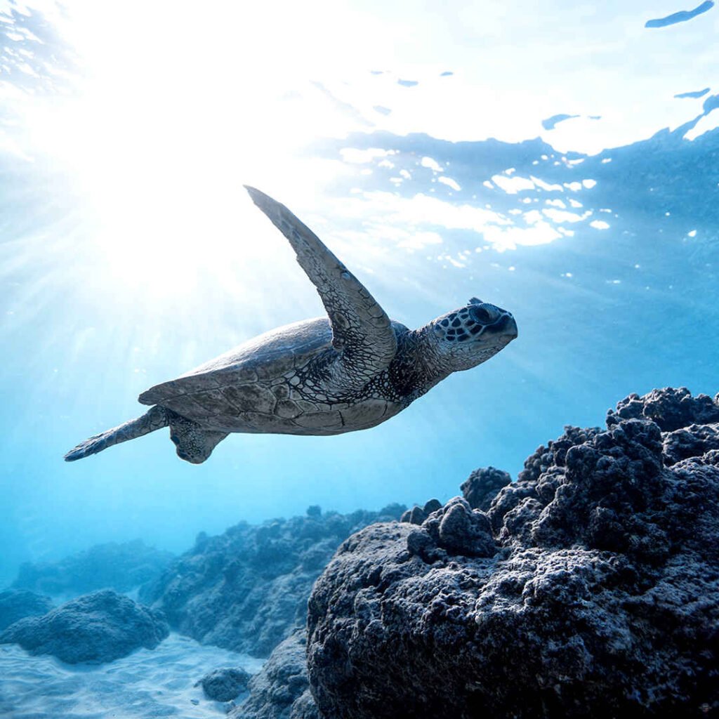 Ostrov Saona Pro Excursions