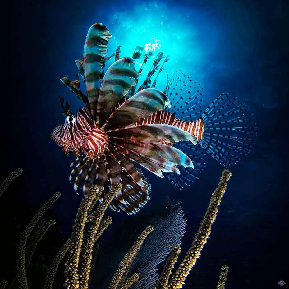 Diving Potápění Bayahibe