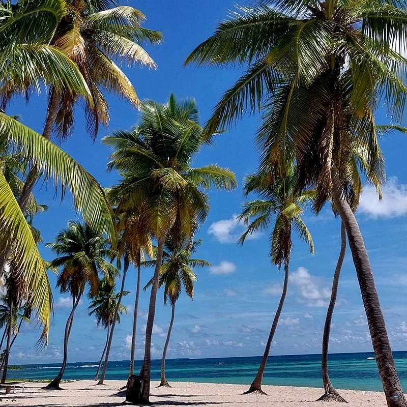 Saona Island Trip Pro Excursions