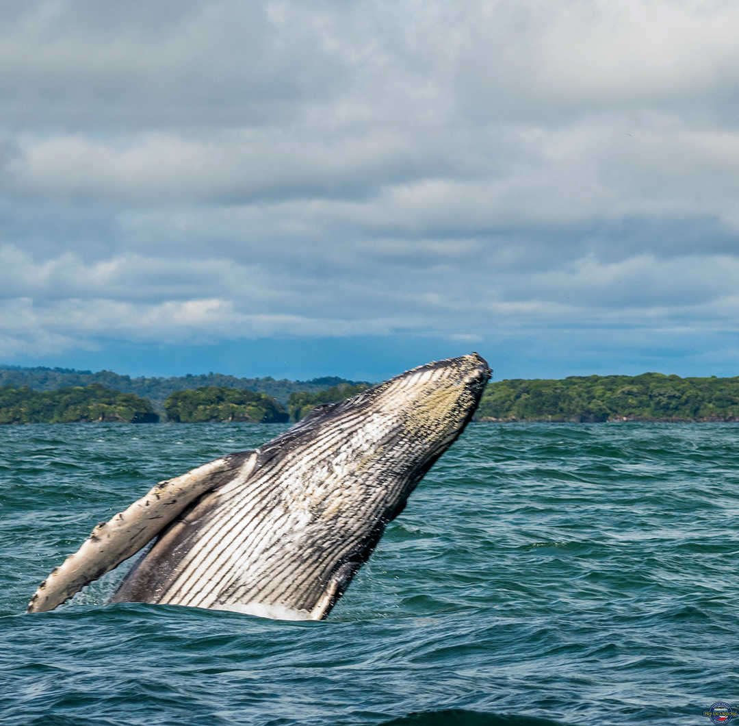 whale watching Pro Excursions