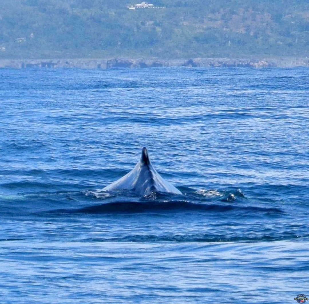 whale watching Pro Excursions