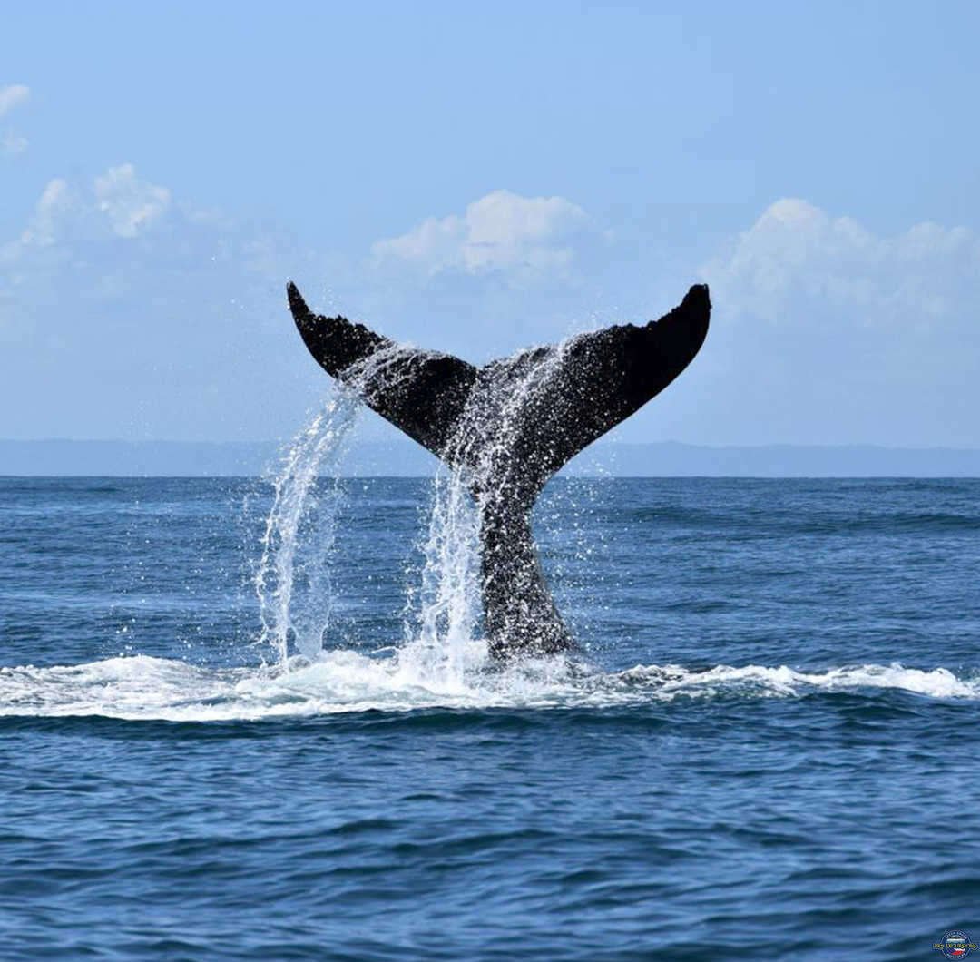 Velryb whale watching Pro Excursions