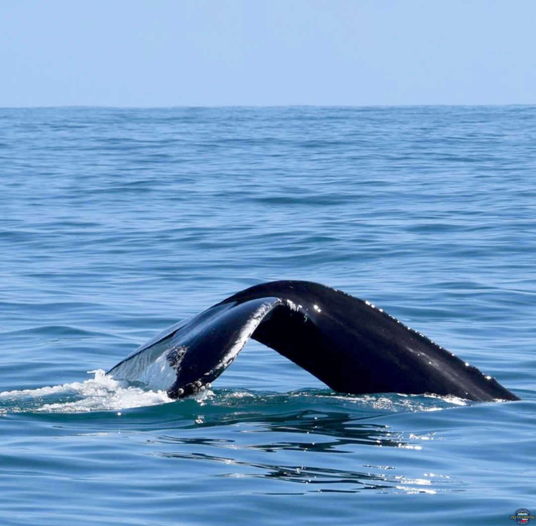 whale watching Pro Excursions