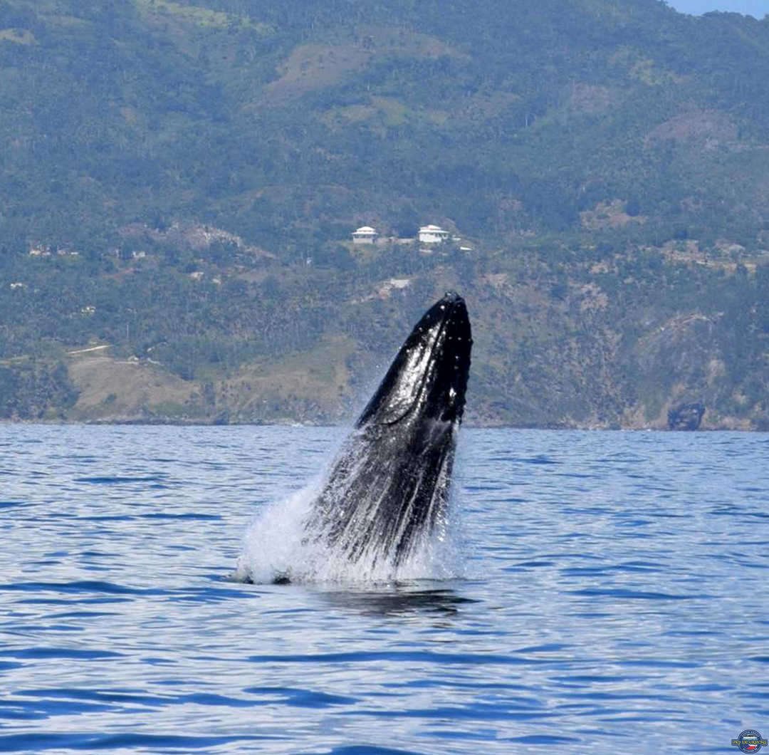 whale watching Pro Excursions